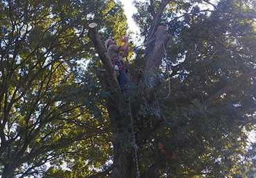 tree_trimming_pruning