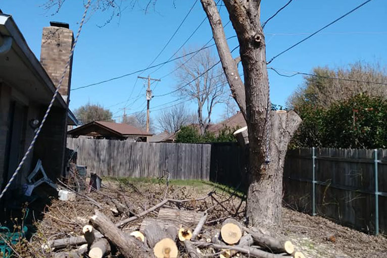 tree_removal