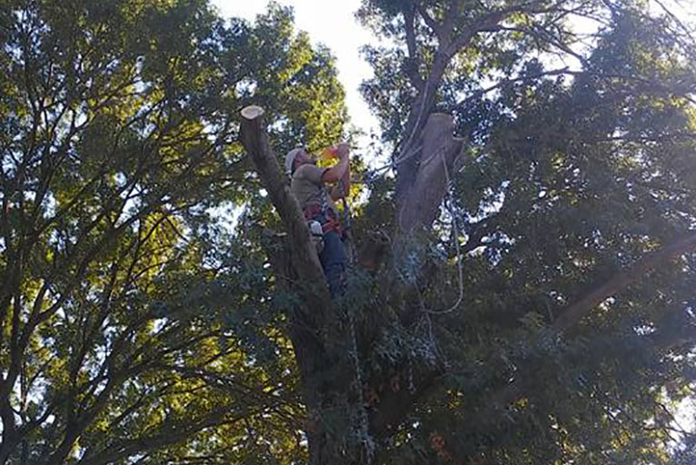 tree_trimming_pruning